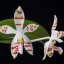 Anggrek Bulan Dewasa Phalaenopsis Zebrina
