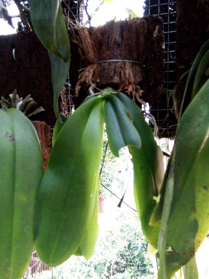 Phalaenopsis Amabilis Karakteristik dan Cara Tumbuhnya 