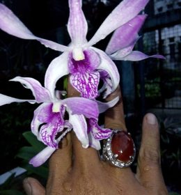 Anggrek Dendrobium Caesar Giant