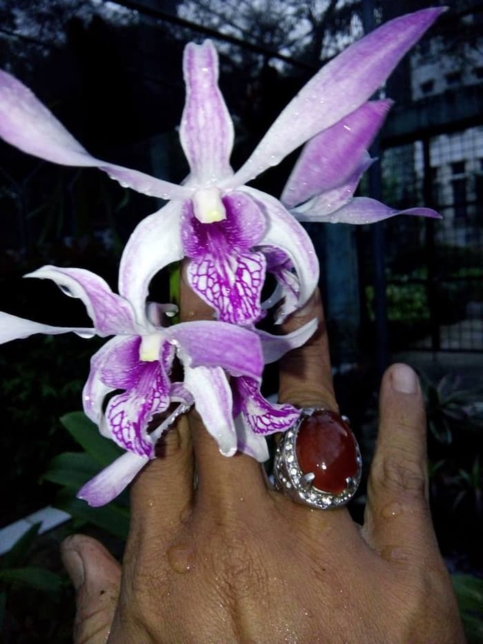  Anggrek  Dendrobium Caesar Giant Jual Anggrek  Nugraha 
