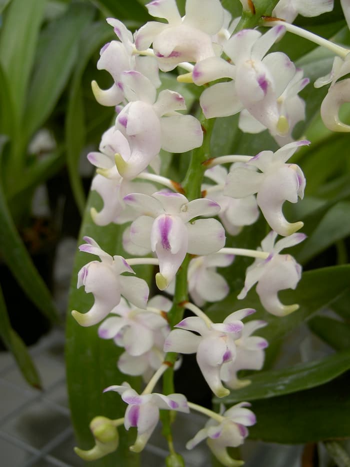  Anggrek  Vanda Kuku Macan Jual Anggrek  Nugraha Orchid