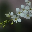 Anggrek-Dendrobium-Affine