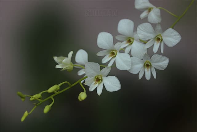 Dendrobium Affine Anggrek  kupu kupu putih Jual Anggrek  