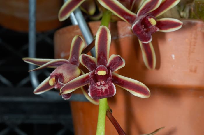  Anggrek Cymbidium  Bicolor Jual Anggrek  Nugraha Orchid