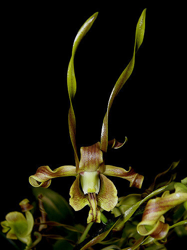 Dendrobium Sutiknoi