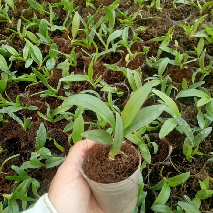 seedling dendrobium