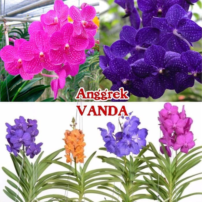 Perbedaan Anggrek Vanda Dan Bulan Serta Karakteristiknya Nugraha Orchid