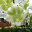 Dendrobium Liberty White