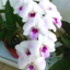 Dendrobium Chaopraya Sweet
