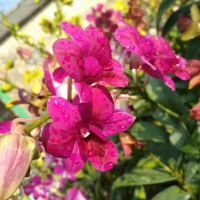 Anggrek Dendrobium Sakda Beauty