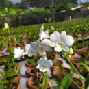 Dendrobium Savine White